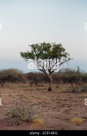 Alberi nel cespuglio al Parco Nazionale di Awash, nella regione di Afar, Etiopia del Nord Foto Stock