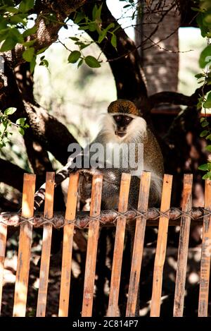 Scimmia al Lodge di Awash Falls al Parco Nazionale di Awash, ad Afar, Etiopia del Nord. Foto Stock