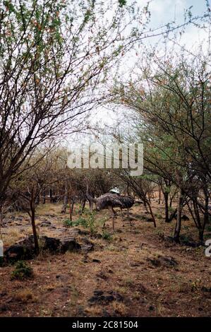 Struzzo in cespuglio etiope al Doho Lodge in Afar. Foto Stock