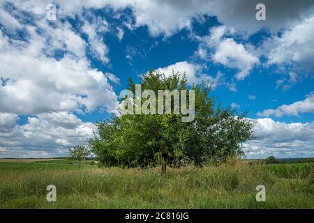 Primo piano di un albero di mele nel campo verde sotto il cielo pieno di nuvole Foto Stock