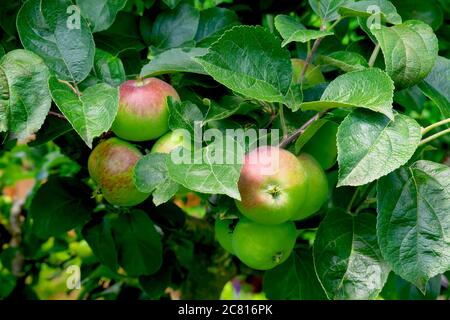 Mele che maturano su un albero. Foto Stock