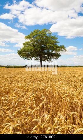 Quercia solitaria in un campo di grano dorato maturo in primo piano e con cielo blu e soffici nuvole bianche. Verticale. Molto Hadham, Hertfordshire. REGNO UNITO Foto Stock