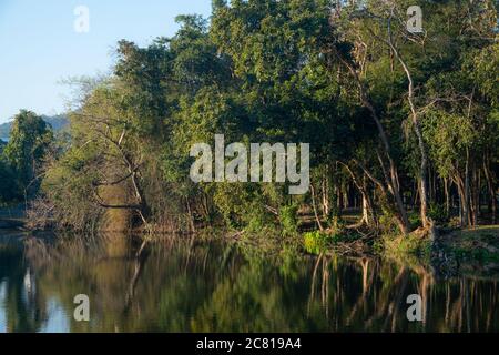 Gli alberi verdi riflettono in stagno di lato dell'acqua Foto Stock