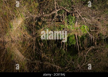 Rami asciutti riflettono in stagno di acqua still Foto Stock