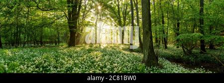 Vista panoramica di una foresta coperta di aglio selvatico in fiore. Foto Stock