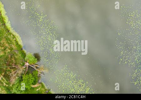 Vista aerea di una riva di un lago con foglie di giglio verde che galleggiano sull'acqua. Foto Stock