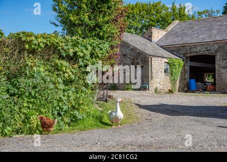 Un'oca bianca e gallina in un cortile di fattoria, Leagram Mill, Chipping, Preston, Lancashire. Foto Stock