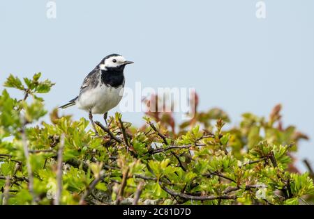 Un fagiolo pied in una siepe, Chipping, Preston, Lancashire, UK Foto Stock