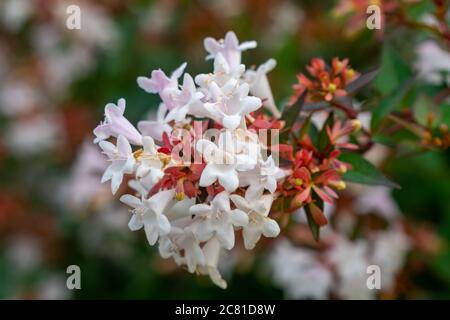 Bellissimi fiori tubolari bianchi di abelia grandiflora fioriti in estate Foto Stock