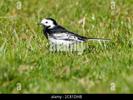 A Pied Waggtail, Chipping, Preston, Lancashire, Regno Unito Foto Stock
