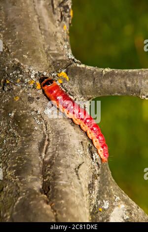 Il grande e luminoso splendido caterpillar si insinua su un tronco di mela Foto Stock