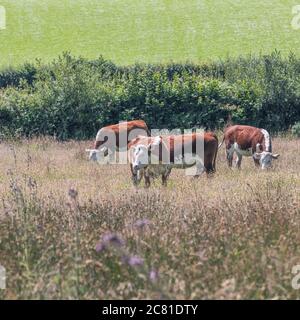 Bestiame che pascolano in pascolo. Si credeva di essere di razza bovina Hereford. Per l'industria zootecnica del Regno Unito, l'allevamento, le mucche, le razze bovine del Regno Unito, la carne bovina britannica. Foto Stock