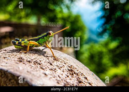 Primo piano di un grasshopper verde Foto Stock