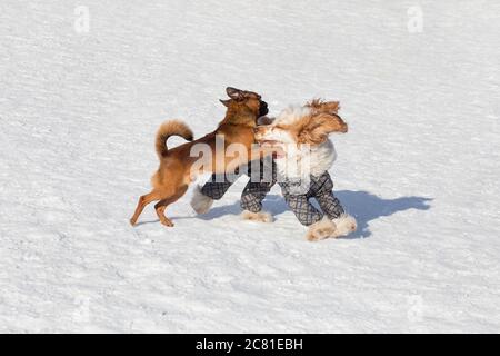 Carino piccolo brabancon cucciolo e inglese cocker spaniel sono giocare nel parco invernale. Animali domestici. Foto Stock