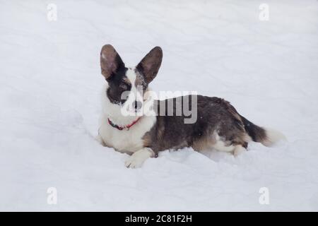 Carino cardigan il cucciolo di Corgi gallese giace su una neve bianca nel parco invernale. Animali domestici. Cane purebred.