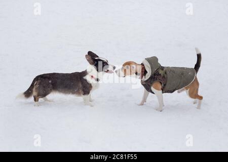 Carino cardigan cucciolo di corgi gallesi e cucciolo di aquila inglese sono in piedi su una neve bianca nel parco invernale. Animali domestici. Cane purebred. Foto Stock