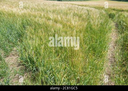 Maturazione di Barley verde / Hordeum raccolto in terreni agricoli del Regno Unito. Per i coltivatori di orzo del Regno Unito, cibo e agricoltura del Regno Unito, colture di cereali nel Regno Unito. Foto Stock