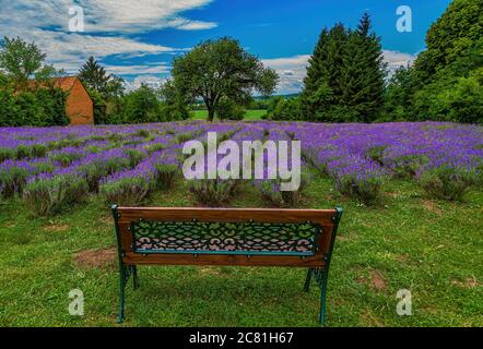 Campo di lavanda in fiore con panca in primo piano. Ungheria. Foto Stock