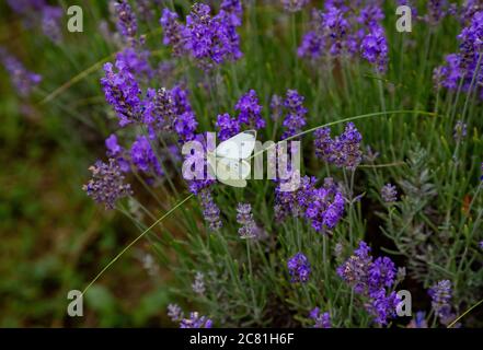 Farfalla bianca in un campo di lavanda fiorente. Ungheria. Foto Stock