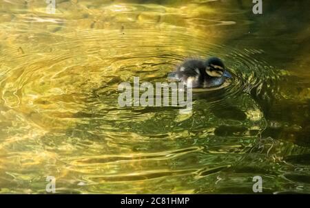 Un mallard che anatera sullo stagno del mulino del villaggio, Chipping, Preston, Lancashire, Inghilterra, Regno Unito. Foto Stock