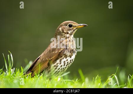 Canzone thrush seduta sulla prateria in estate. Foto Stock