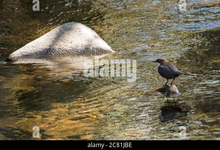 Un Dipper su Chipping Brook, Chipping, Preston, Lancashire, UK Foto Stock