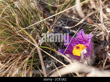 Il sole splende su un vivace fiore verde viola e giallo della Grande pasque - Pulsatilla grandis - coltivando in erba secca Foto Stock