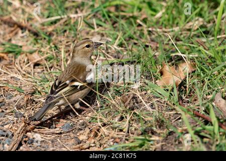 Un chaffinch femminile con nidificazione materiale nel suo becco, Chipping, Preston, Lancashire, Inghilterra, Regno Unito. Foto Stock