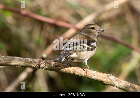 Un chaffinch femminile con nidificazione materiale nel suo becco, Chipping, Preston, Lancashire, Inghilterra, Regno Unito. Foto Stock