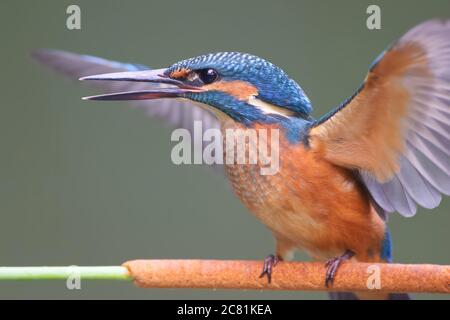 Un giovane Kingfisher comune (Alcedo atthis) vicino al fiume su un bel ramo, guardando in acqua, in attesa di un pesce.