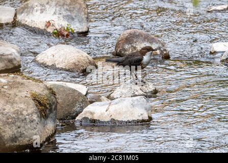 Un Dipper su Chipping Brook, Chipping, Preston, Lancashire, UK Foto Stock