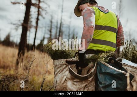 Uomo piantando alberi in foresta. Piantatrice di alberi maschio che indossa giubbotto riflettente che cammina in foresta portando borsa piena di alberi. Foto Stock