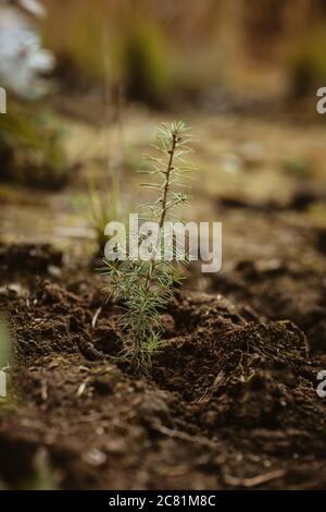 Primo piano di una piantina di pino di recente piantata in foresta. Rimboschimento dopo la deforestazione. Foto Stock