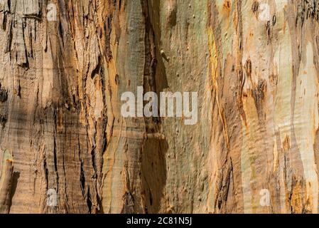 Sfondo naturale di corteccia di eucalipto. Chiusura del tronco. Tenerife, Isole Canarie. Foto Stock