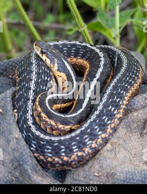 Un serpente orientale di garter (Thamnophis sirtalis sirtalis) Foto Stock