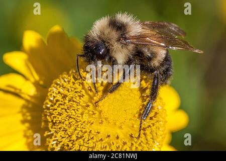 Un'ape bumble raccoglie il polline da una margherita gialla Foto Stock