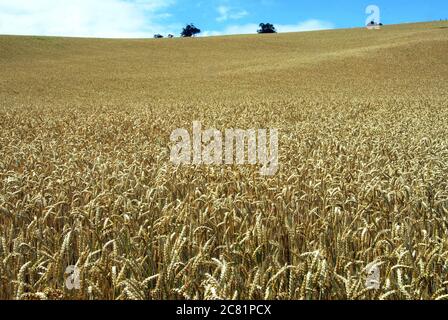 Campo di grano a crescita lunga sotto il cielo blu