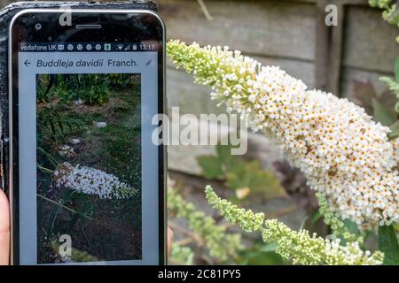 App Plantnet su un telefono cellulare per l'identificazione o l'ID delle piante (flora), accanto ai fiori di bush buddleia (Buddleja davidii) Foto Stock