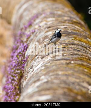 Pied Waggail su un muro di pietra, Chipping, Preston, Lancashire, Regno Unito Foto Stock