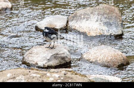 Pied Waggail su una pietra a Chipping Brook, Chipping, Preston, Lancashire, Regno Unito Foto Stock