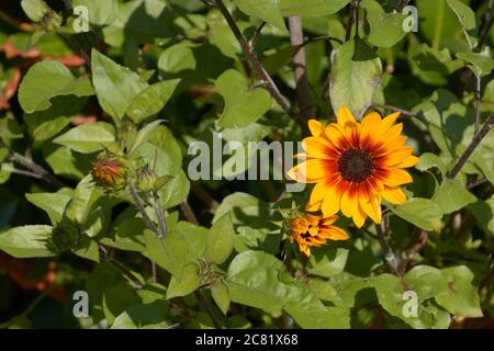 helianthus balcone pianta incredibile con molti fiori e boccioli Foto Stock