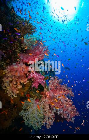 Colorata scena della barriera corallina subacquea con pesci scolaresche e coralli molli; Figi Foto Stock