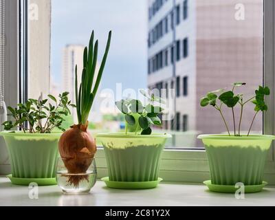 Piantine di pomodoro, cetriolo, flox in pentole verdi, cipolle in un bicchiere con acqua sul davanzale. Foto Stock