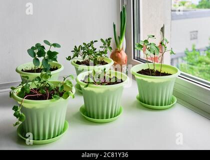 Piantine di pomodoro, cetriolo, bietole, rafano, flox in pentole verdi, cipolle in un bicchiere con acqua sulle finestre Foto Stock