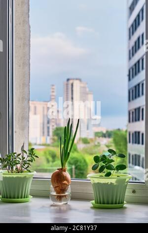 Giardino cucina su davanzale sullo sfondo di cielo blu e edifici urbani. Giovani piante di pomodoro, cetriolo in vasi verdi. Cipolle con frecce verdi i Foto Stock