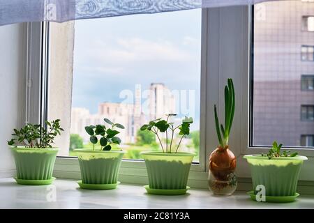 Giardino cucina su davanzale sullo sfondo di cielo blu e edifici urbani. Giovani piante di pomodoro, cetriolo, bietole in vasi verdi. Cipolle con a verde Foto Stock