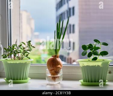 Giovani piante di pomodoro, cetriolo in vasi verdi. Cipolle con frecce verdi in un bicchiere con acqua. Giardino cucina su davanzale sullo sfondo di cityscap Foto Stock