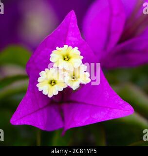 Primo piano di Bougainvillea spectabilis grandi fiori bougainvillea Foto Stock