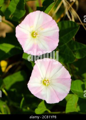 Convolvulus arvensis o fiore di bindweed di campo Foto Stock