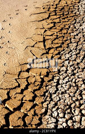 Terra asciutta e impronta di uccelli. Sfondo di consistenza del terreno incrinato. Foto di consistenza della terra incrinata a secco. Foto Stock